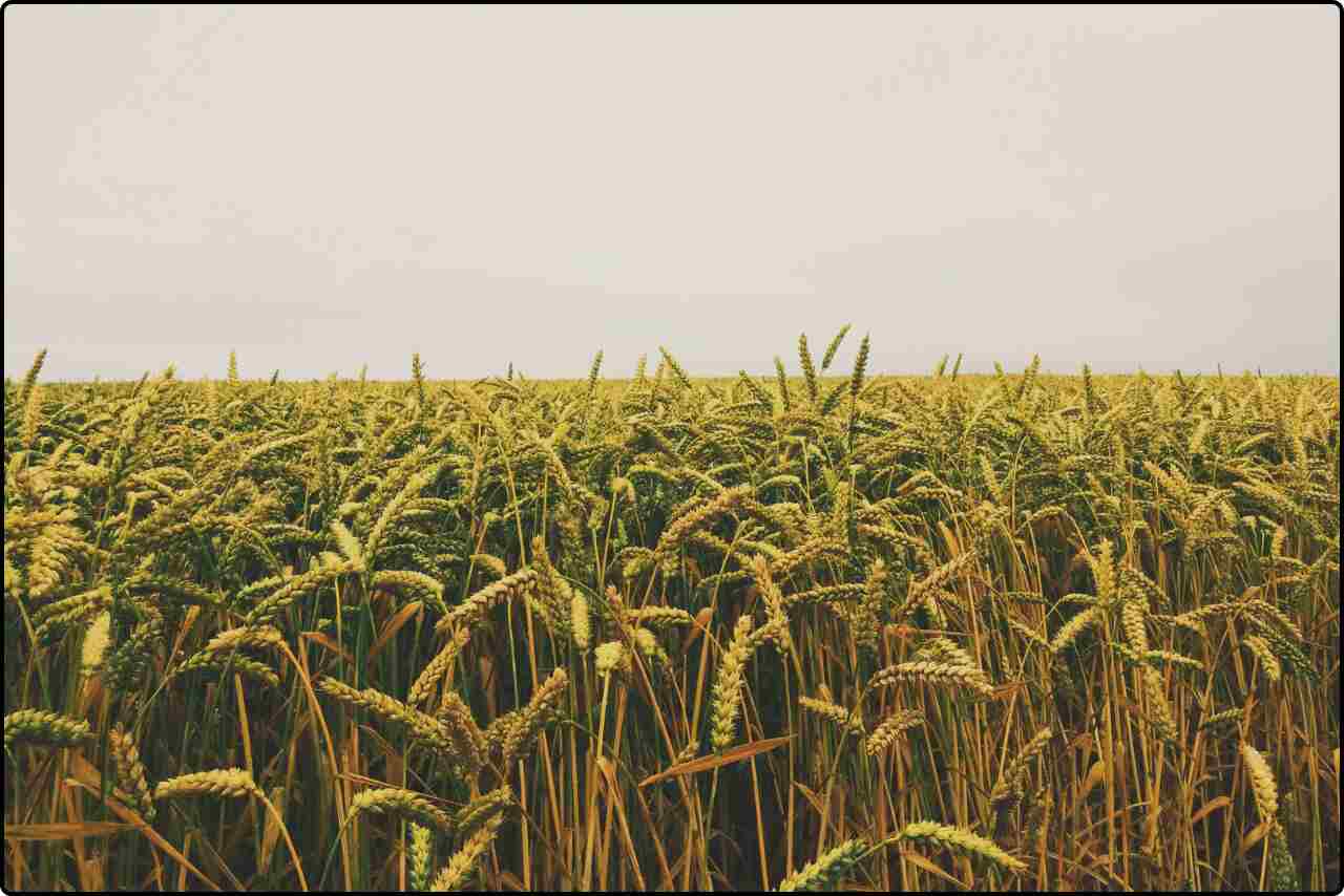 Gray sky overhead with a field of golden wheat ready for harvest.